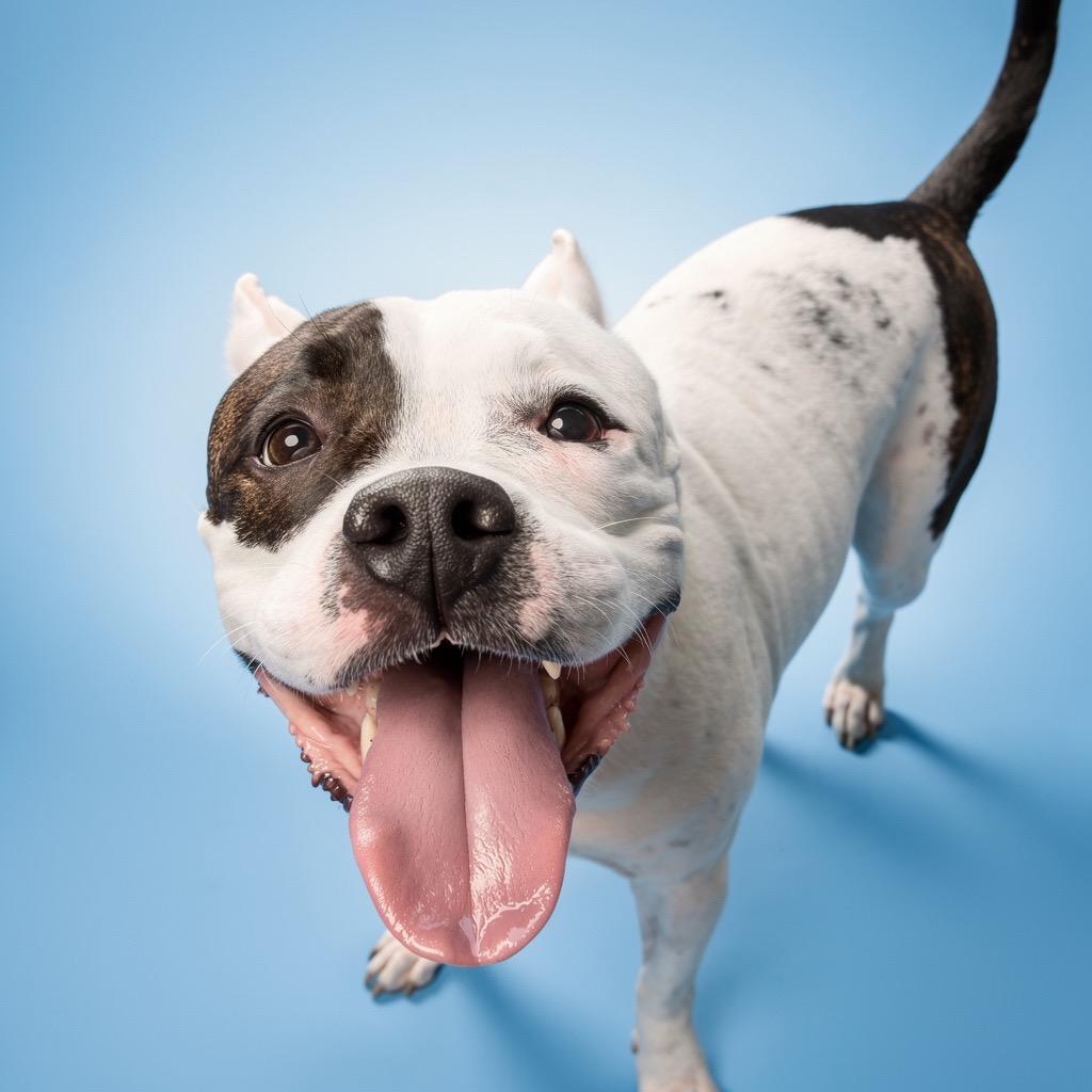 Matilda, a Adoptable Mixed Breed in Bangall, NY image 3/5