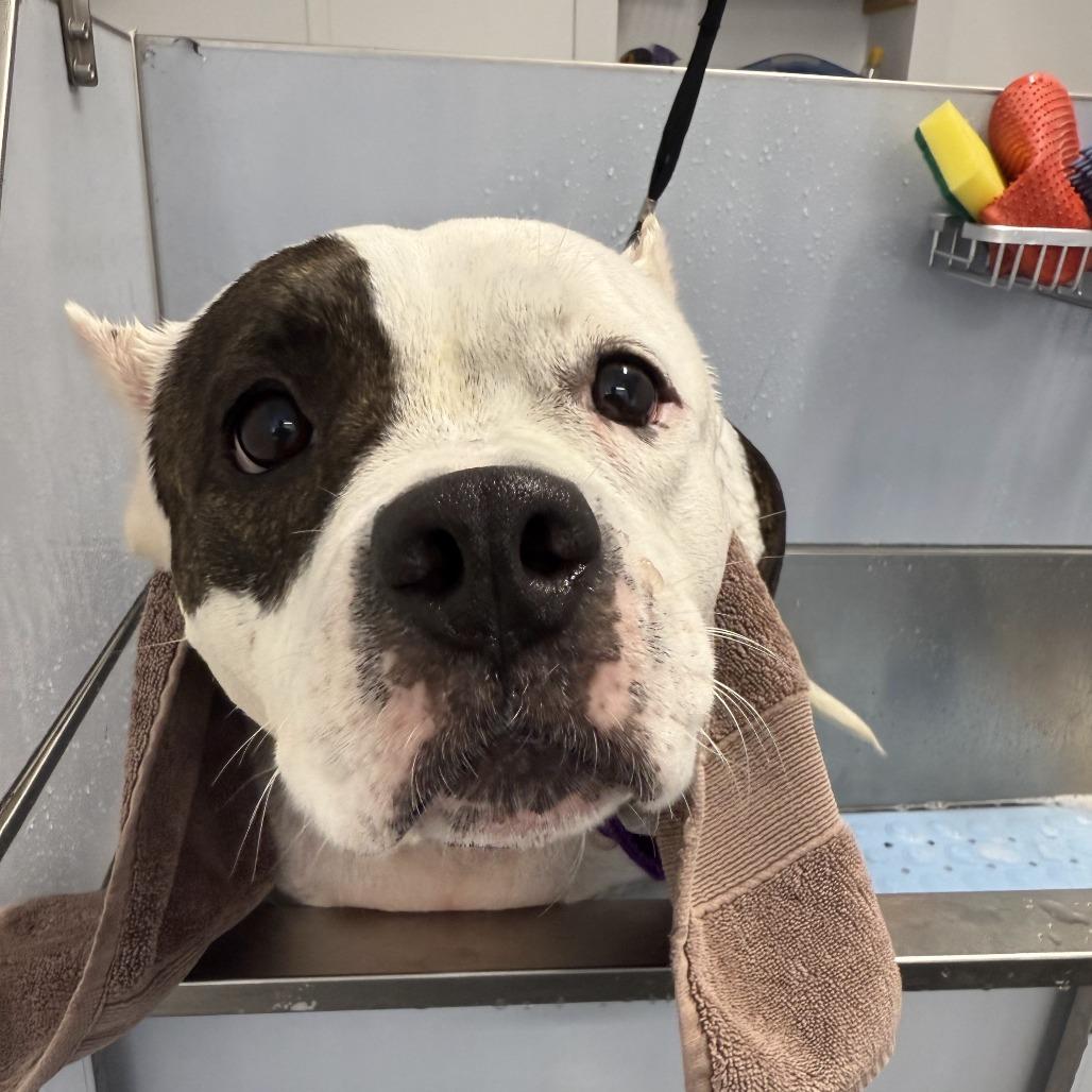 Enlarge Matilda, a Adoptable Mixed Breed in Bangall, NY image 4/5