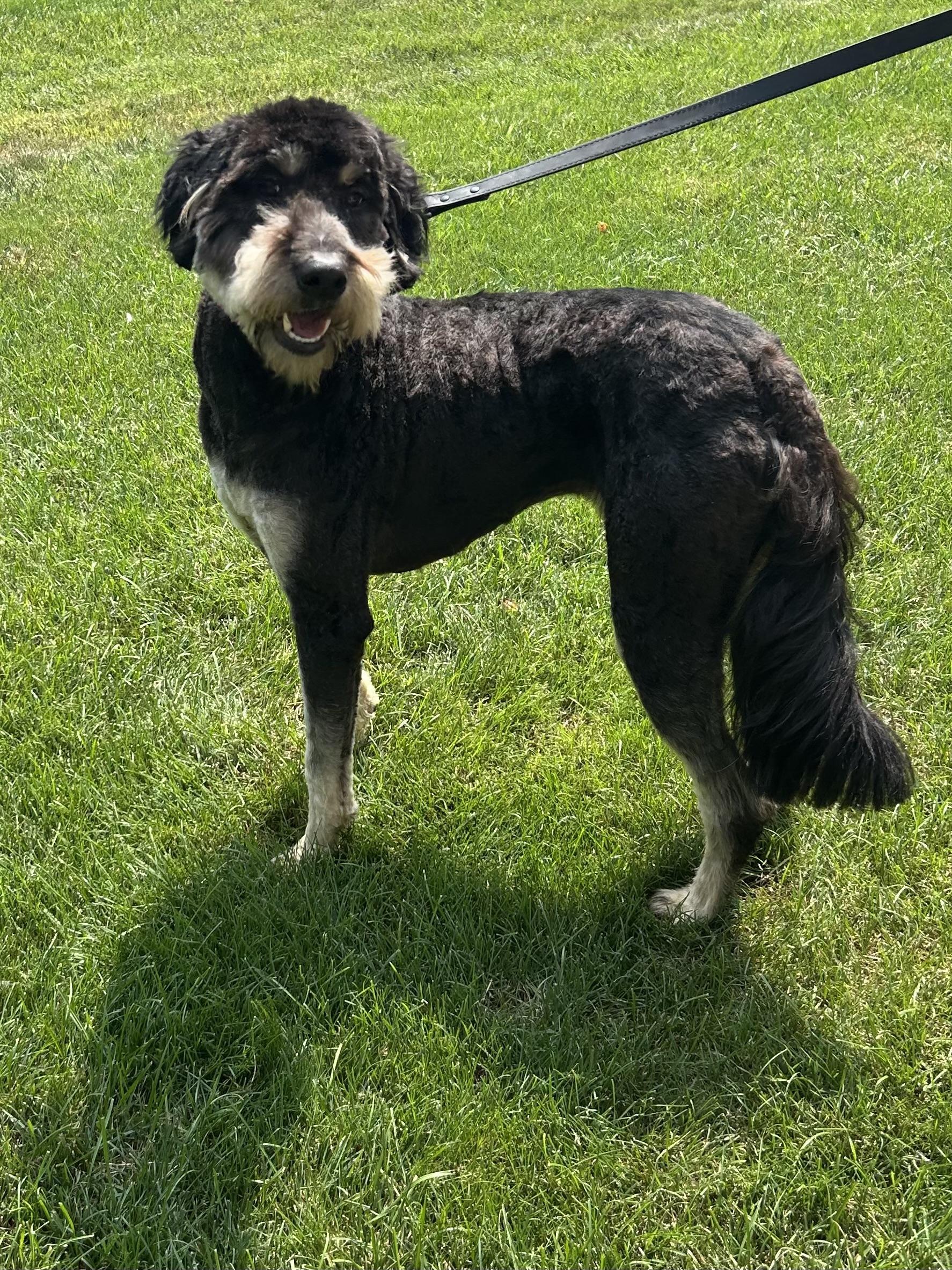 SCOUT, adopted, Adult Male Aussiedoodle.