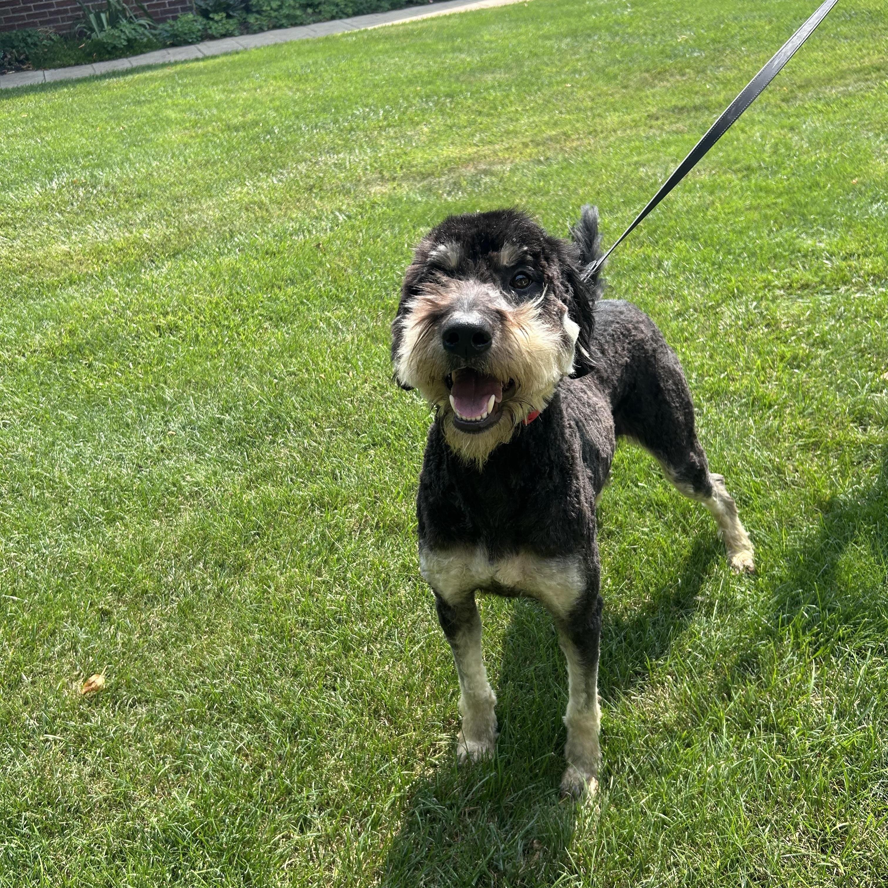Enlarge SCOUT, an adopted Aussiedoodle in Elyria, OH image 4/4