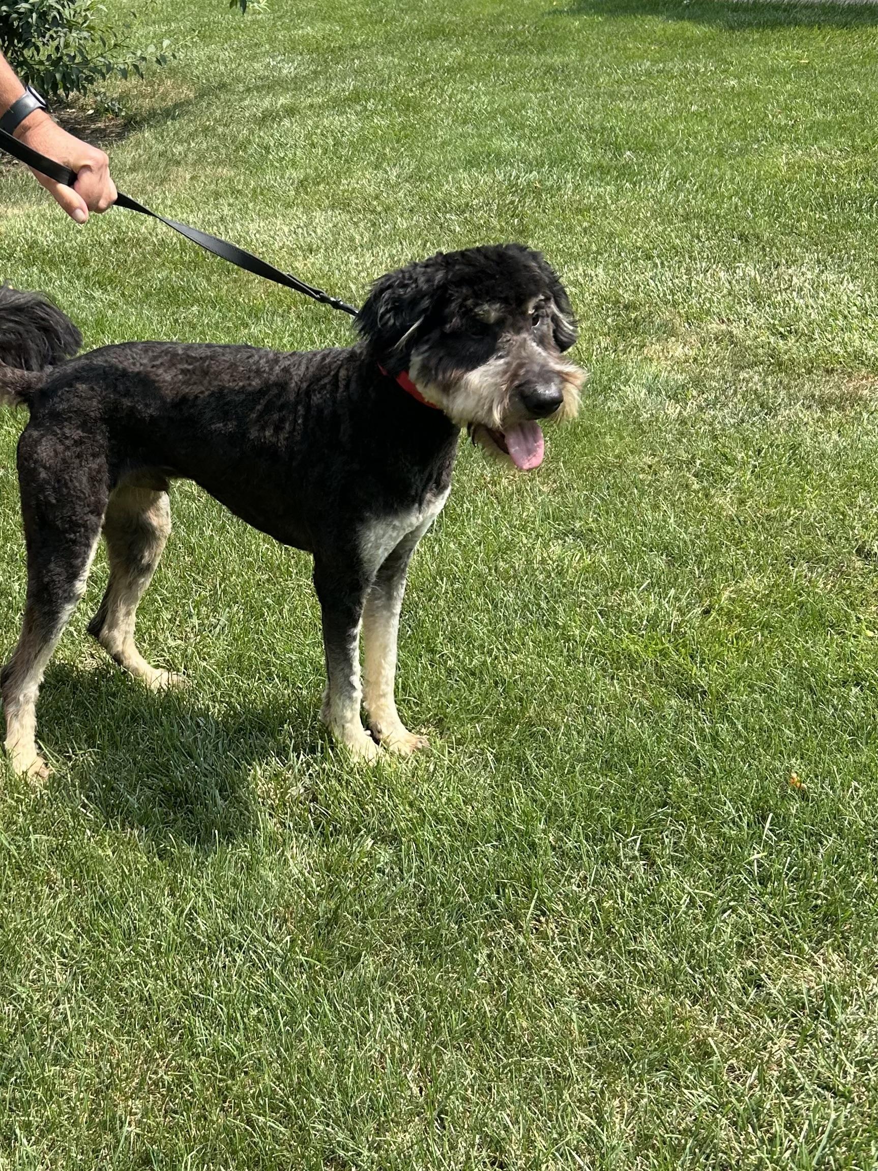 Enlarge SCOUT, an adopted Aussiedoodle in Elyria, OH image 3/4