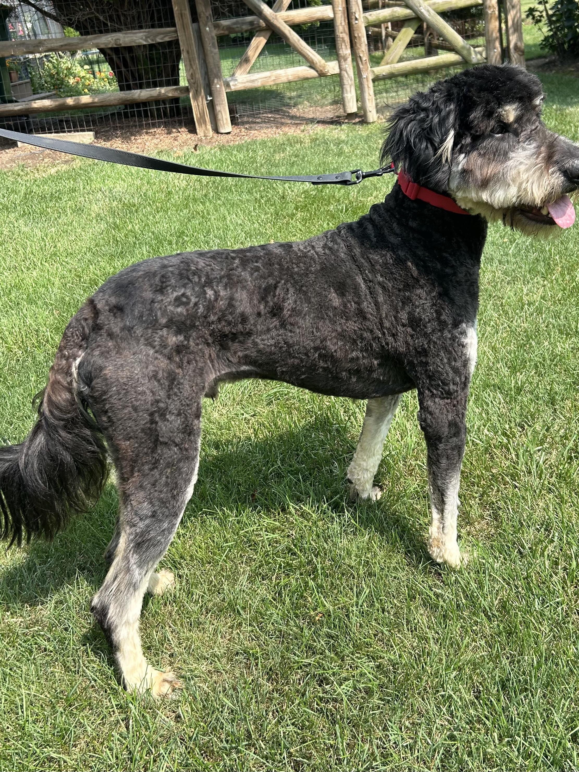 Enlarge SCOUT, an adopted Aussiedoodle in Elyria, OH image 2/4