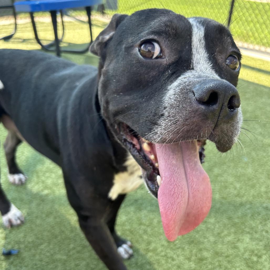 Hugo, Adoptable, Adult Male Pit Bull Terrier.