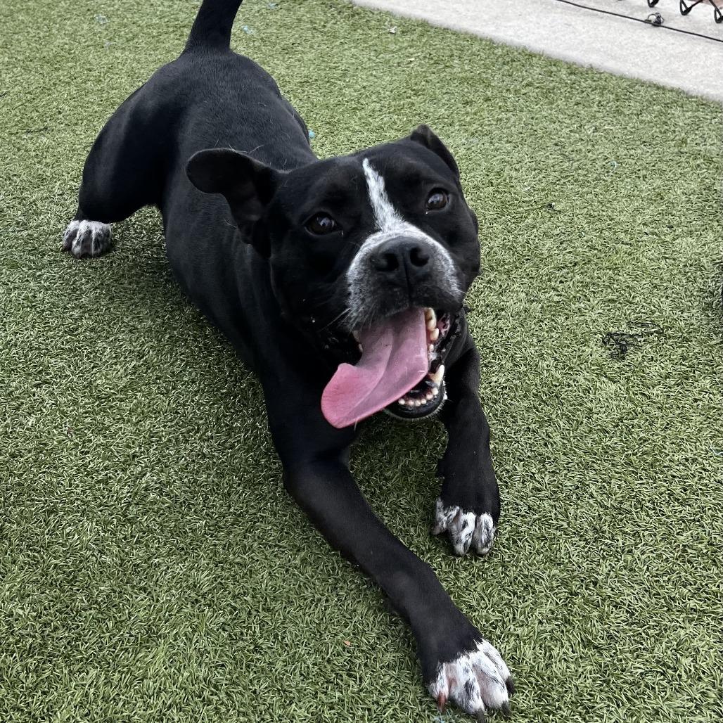 Enlarge Hugo, a Adoptable Pit Bull Terrier in Cedar Creek, TX image 2/6