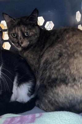 Enlarge Cleo , a ADOPTABLE Tortoiseshell in Deming, NM image 2/2