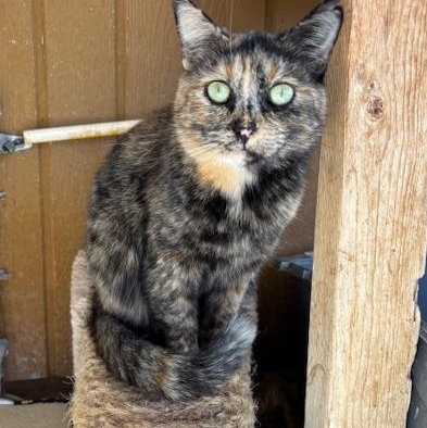 Cleo , ADOPTABLE, Adult Female Tortoiseshell.