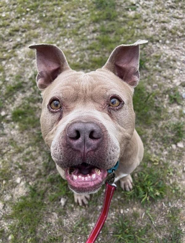 NERO, a ADOPTABLE Terrier in Pegram, TN image 1/5