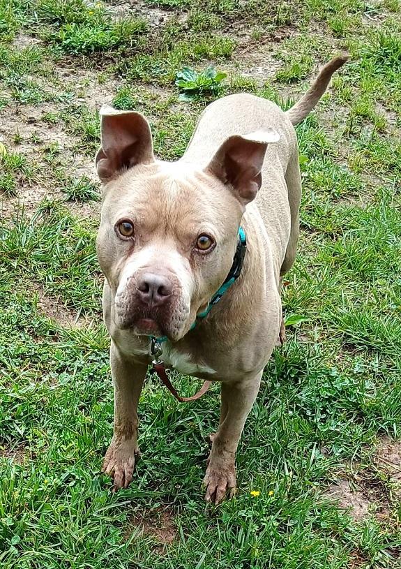 NERO, a ADOPTABLE Terrier in Pegram, TN image 3/5