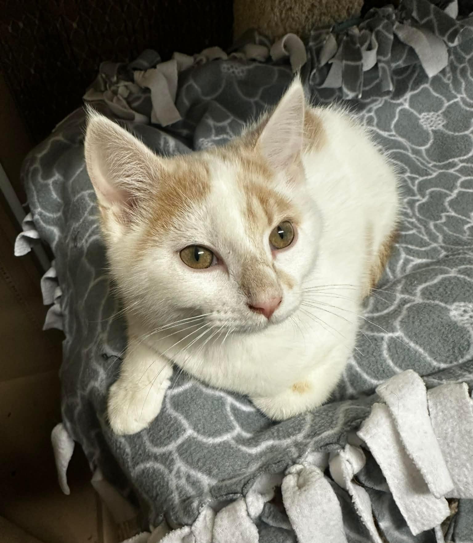 Enlarge RUDY, an adopted Domestic Short Hair in Owatonna, MN image 5/6