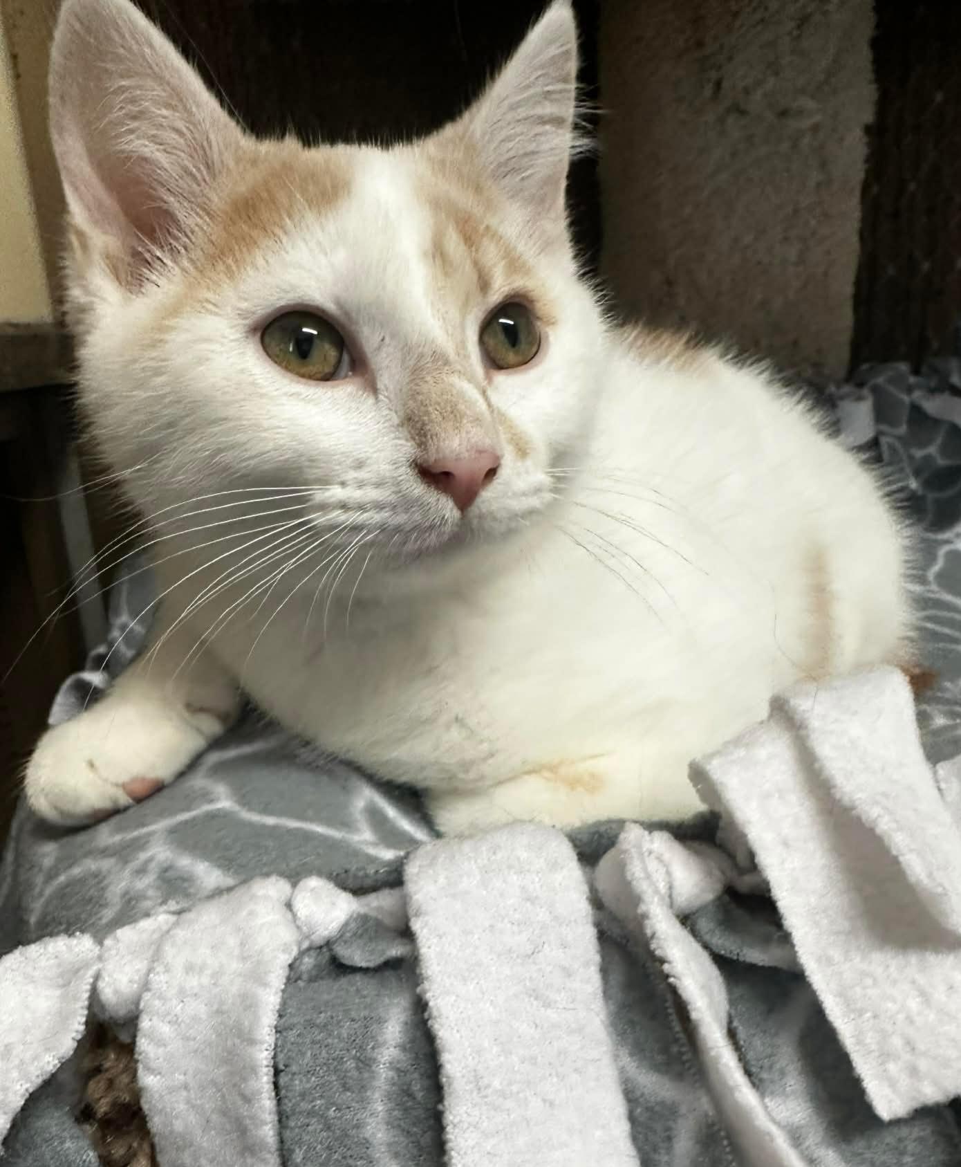 Enlarge RUDY, an adopted Domestic Short Hair in Owatonna, MN image 3/6