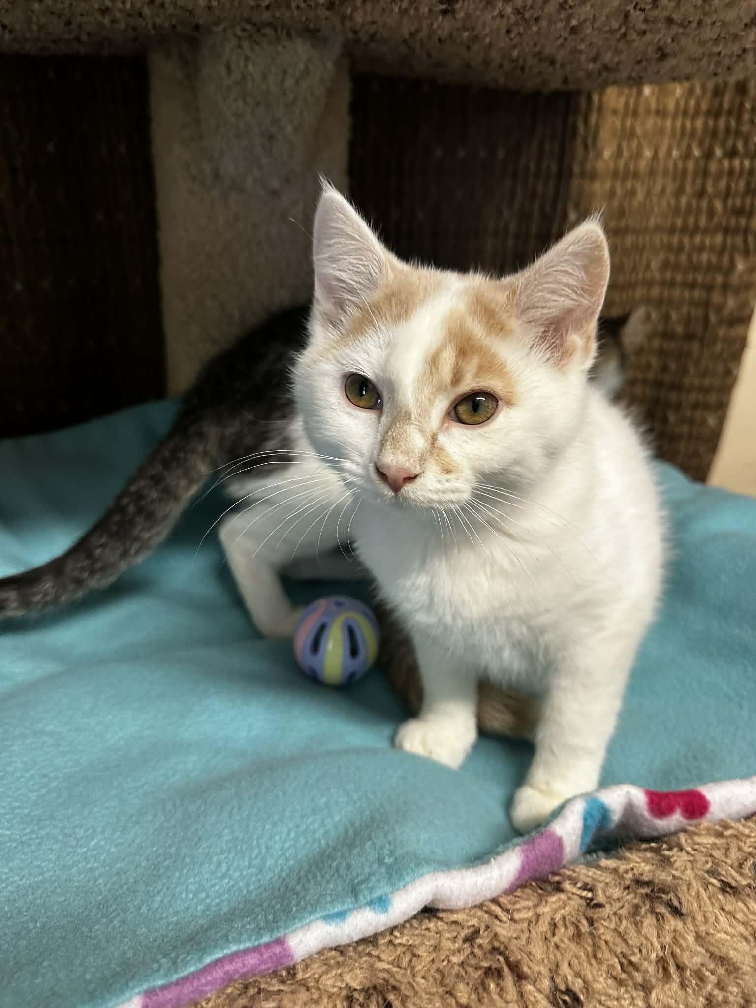 Enlarge RUDY, an adopted Domestic Short Hair in Owatonna, MN image 6/6