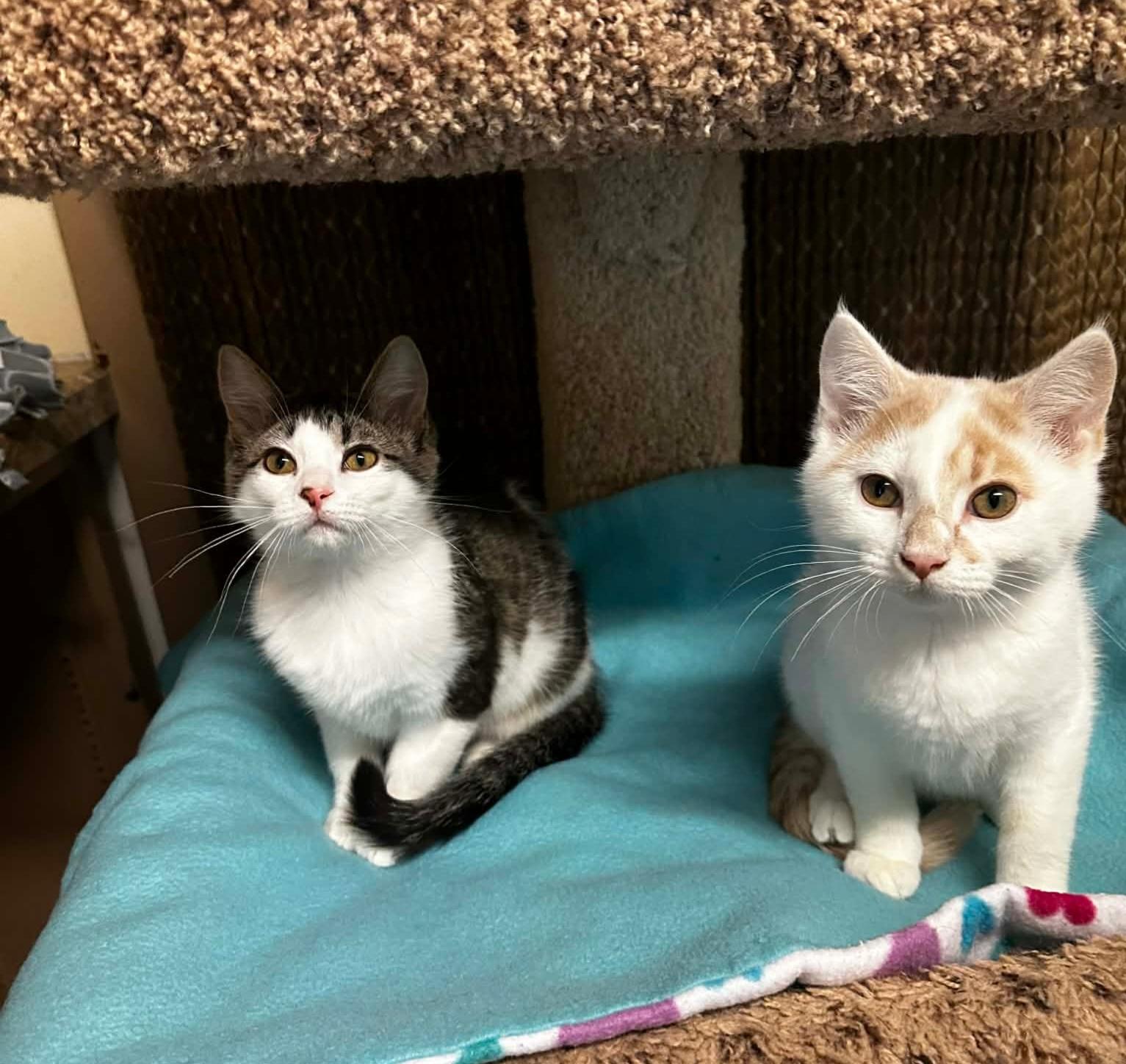 Enlarge RUDY, an adopted Domestic Short Hair in Owatonna, MN image 4/6