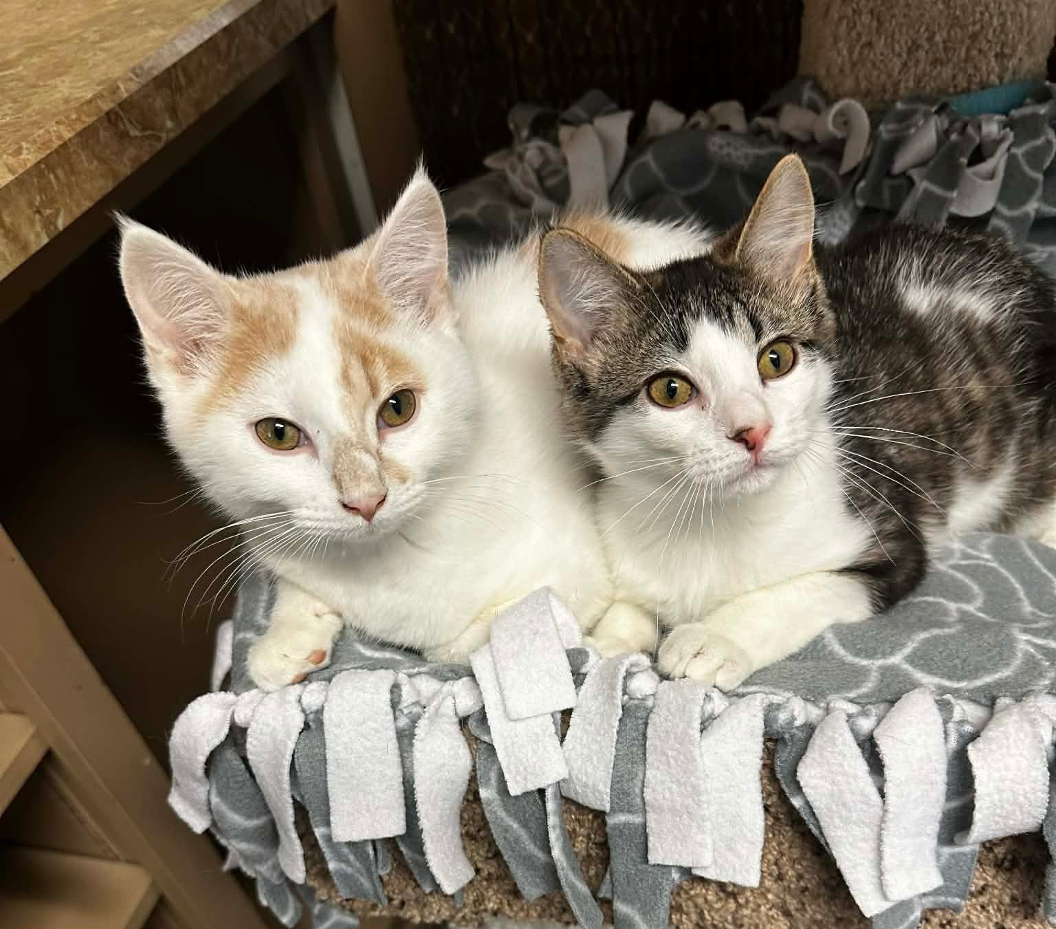 Enlarge RUDY, an adopted Domestic Short Hair in Owatonna, MN image 2/6