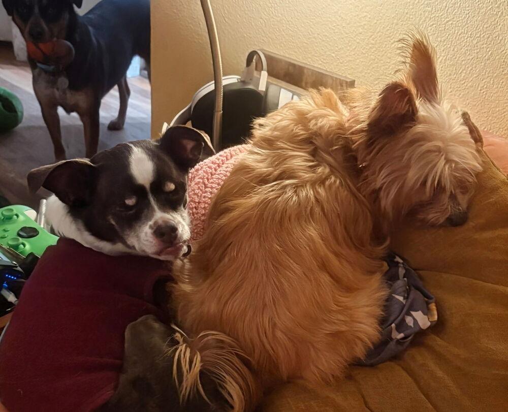 Scruffy, Adoptable, Adult Female Terrier.