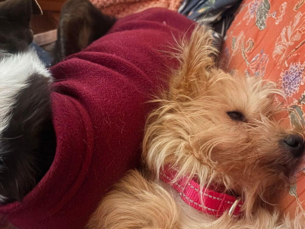 Enlarge Scruffy, a Adoptable mixed breed in Portland, OR image 2/6