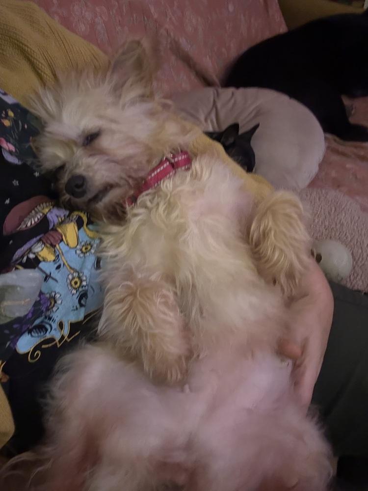 Enlarge Scruffy, a Adoptable mixed breed in Portland, OR image 3/6