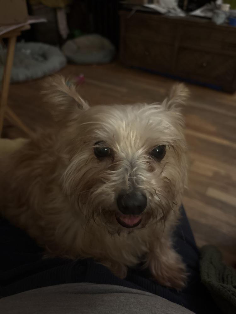 Enlarge Scruffy, a Adoptable mixed breed in Portland, OR image 4/6