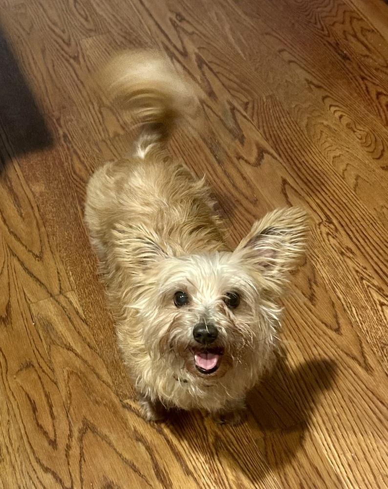 Enlarge Scruffy, a Adoptable mixed breed in Portland, OR image 5/6