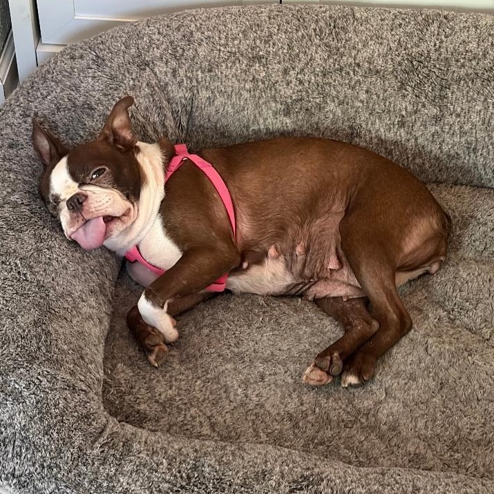 Enlarge Margie in IA, a Adoptable Boston Terrier in Des Moines, IA image 2/2