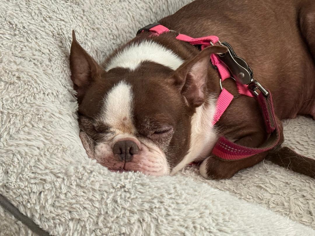 Margie in IA, Adoptable, Adult Female Boston Terrier.