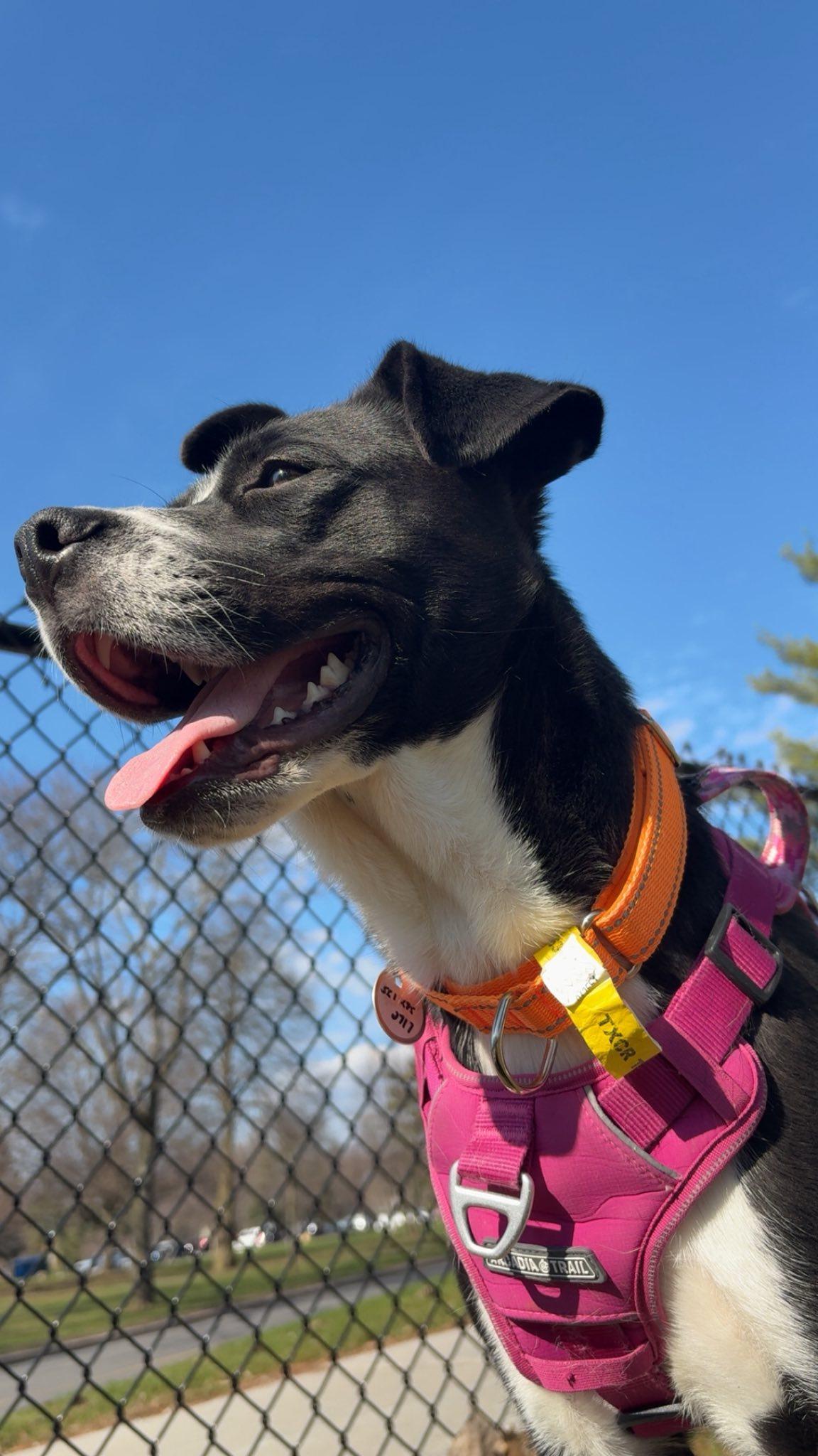 Enlarge Charlie, a ADOPTABLE mixed breed in Woodstock, ON image 5/5