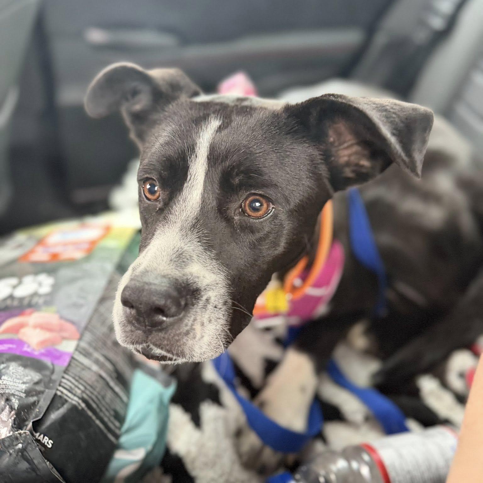 Enlarge Charlie, a ADOPTABLE mixed breed in Woodstock, ON image 3/5
