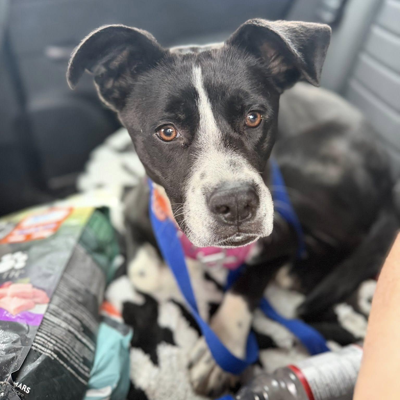 Enlarge Charlie, a ADOPTABLE mixed breed in Woodstock, ON image 2/5
