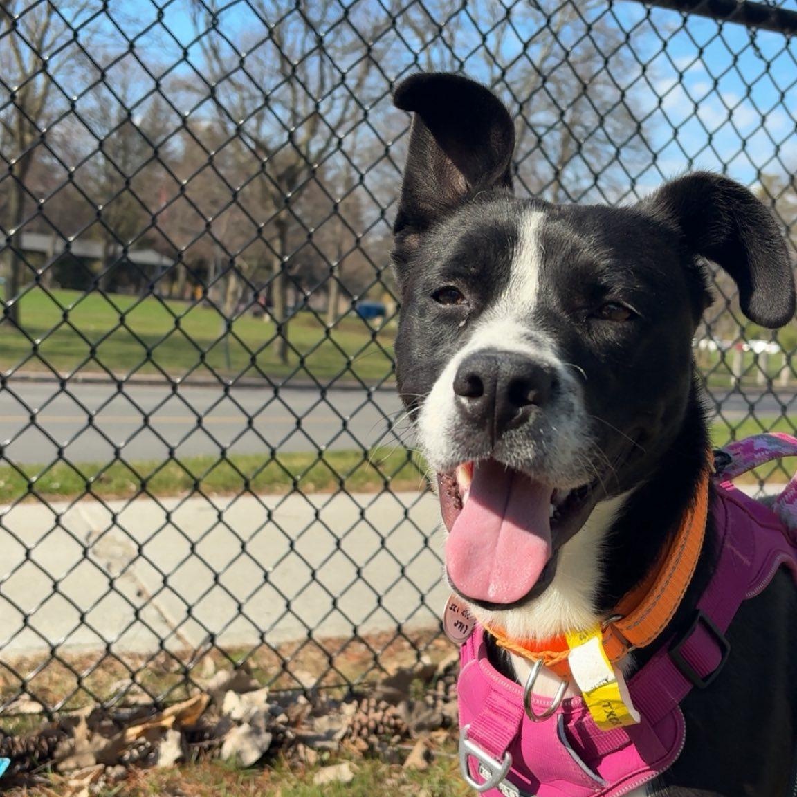 Charlie, ADOPTABLE, Young Female Labrador Retriever.