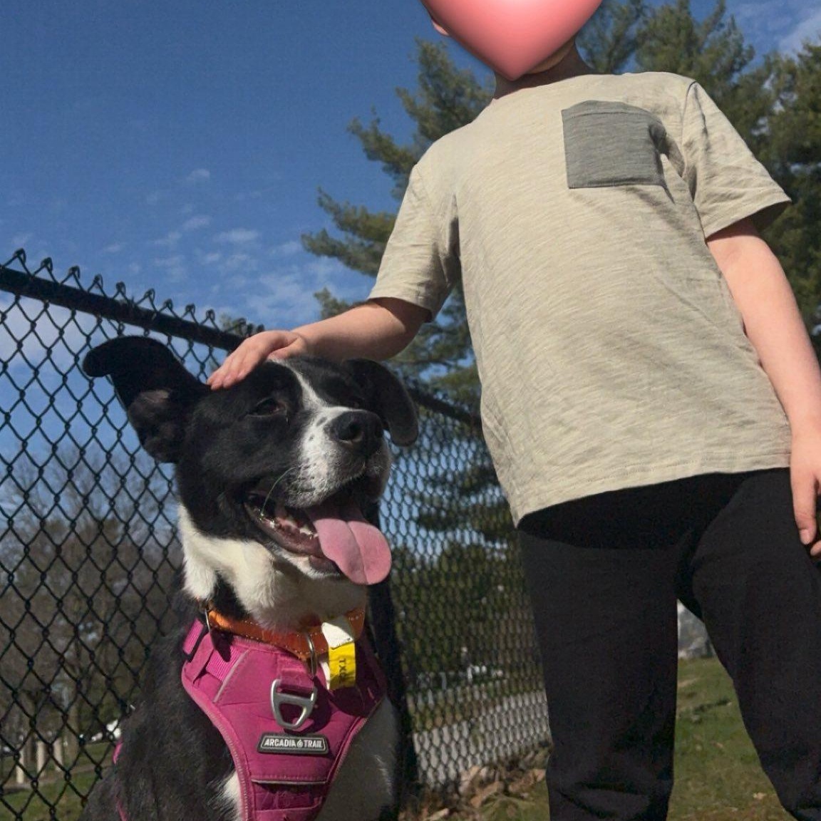 Enlarge Charlie, a ADOPTABLE mixed breed in Woodstock, ON image 4/5