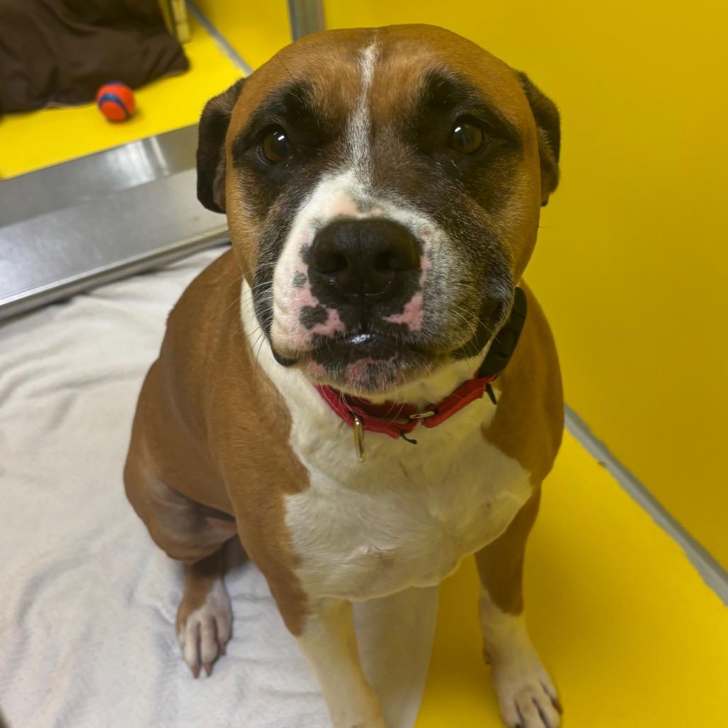 Timon, Adoptable, Senior Male Mixed Breed.