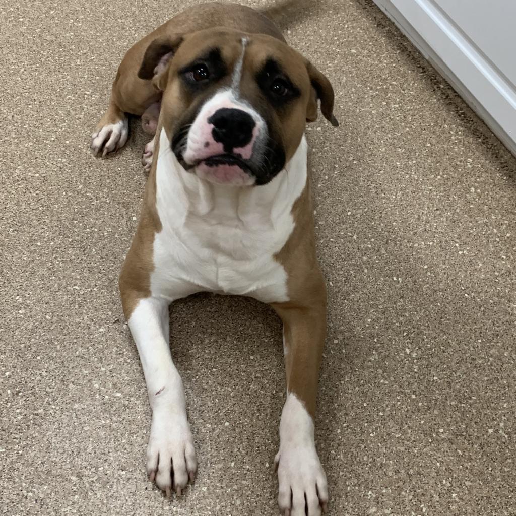 Timon, a Adoptable mixed breed in Titusville, FL image 2/3