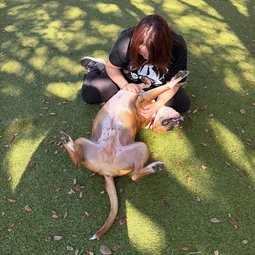 Enlarge Timon, a Adoptable mixed breed in Titusville, FL image 3/5