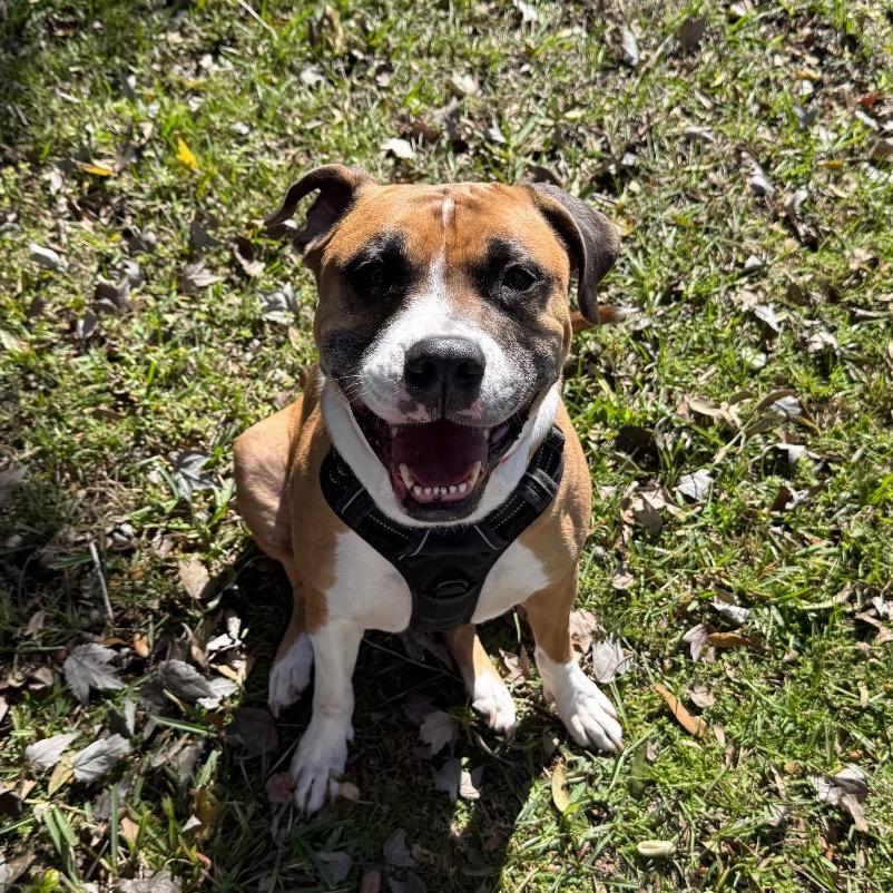 Timon, a Adoptable mixed breed in Titusville, FL image 3/6