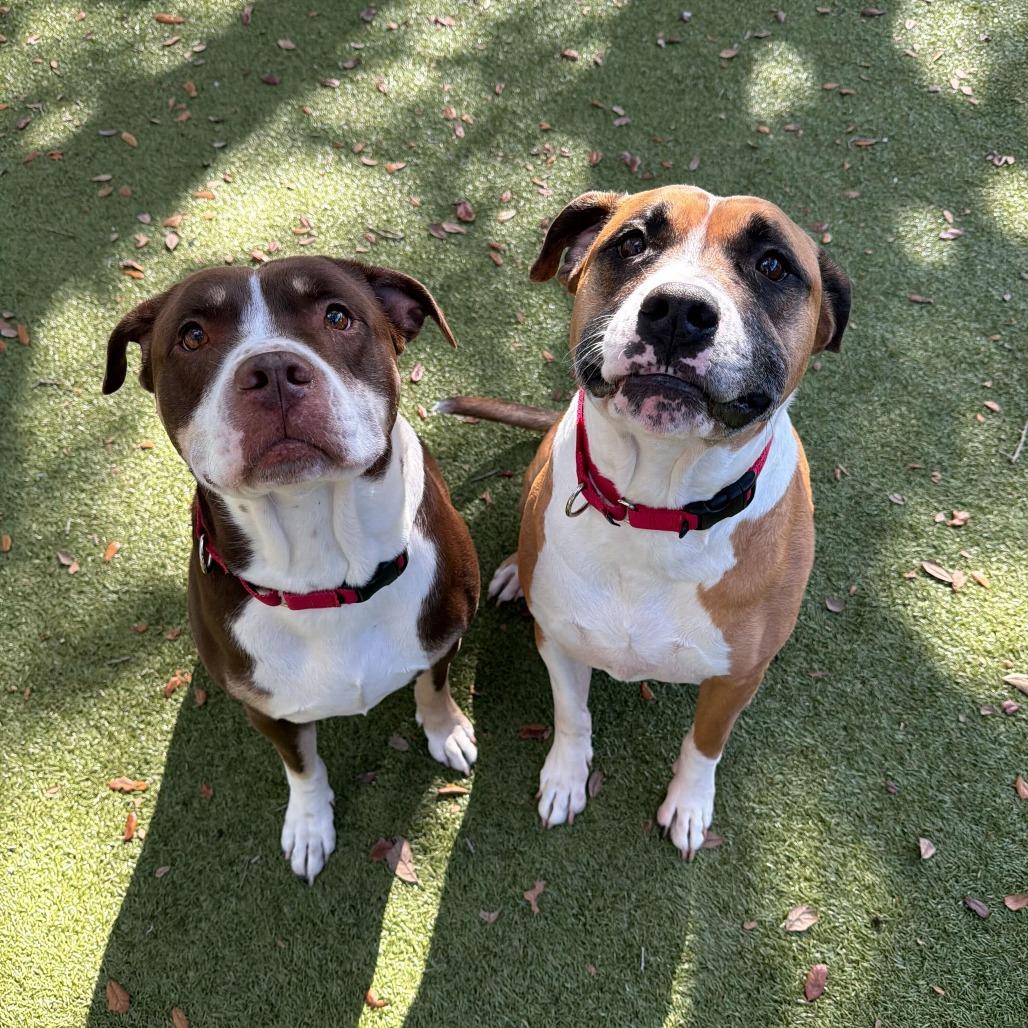 Timon — thumbnail 5