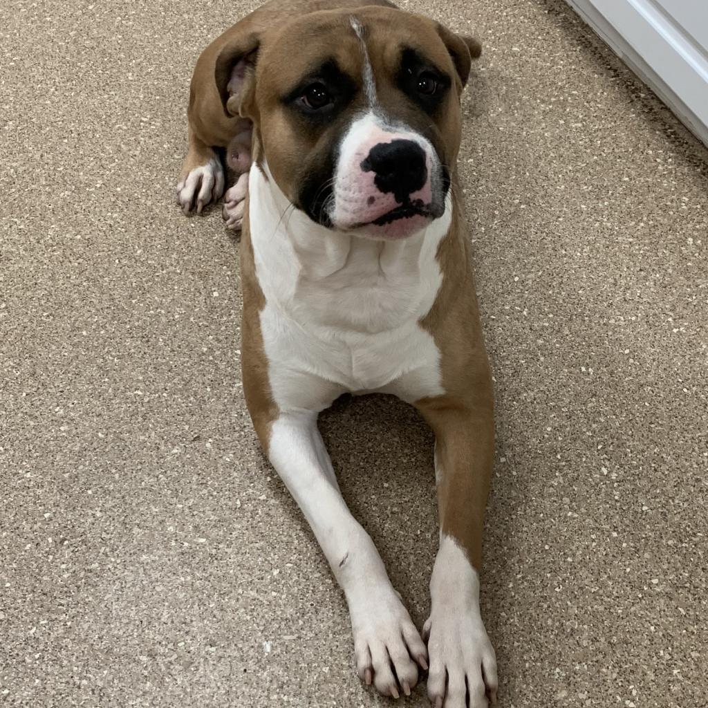 Timon, a Adoptable mixed breed in Titusville, FL image 3/3