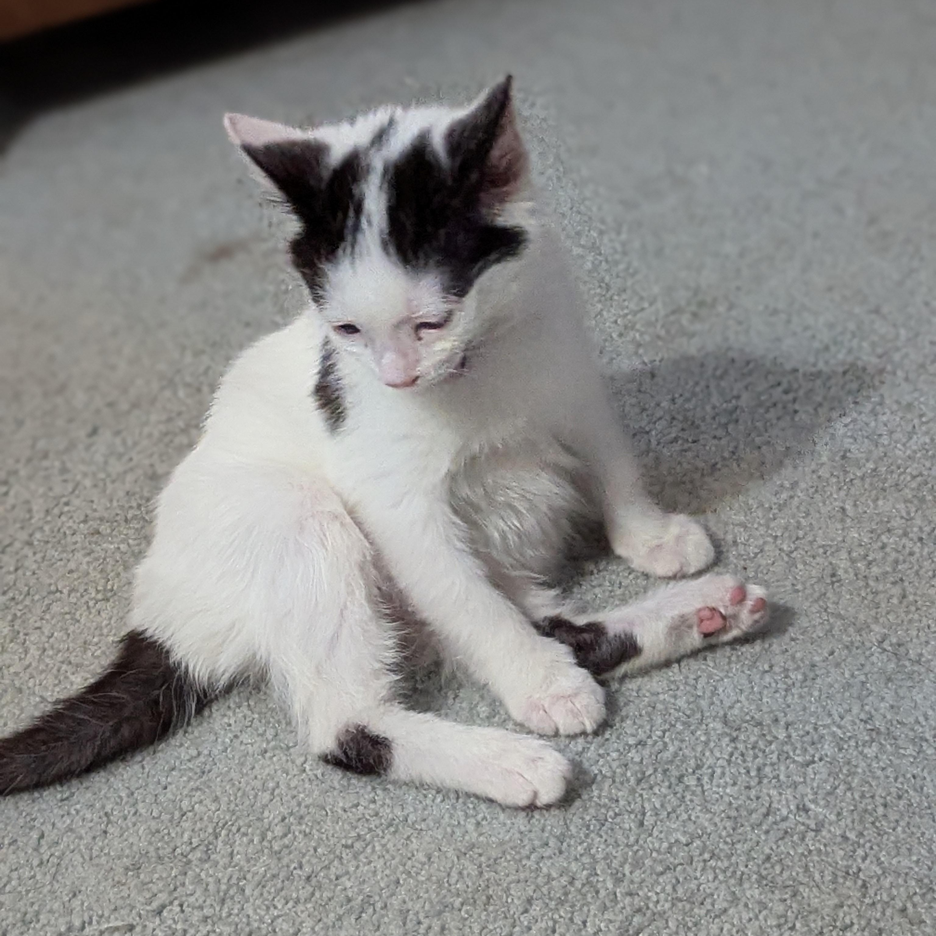 Bubbles - Accepting Applications, an adopted Domestic Short Hair in Midland, MI image 5/6