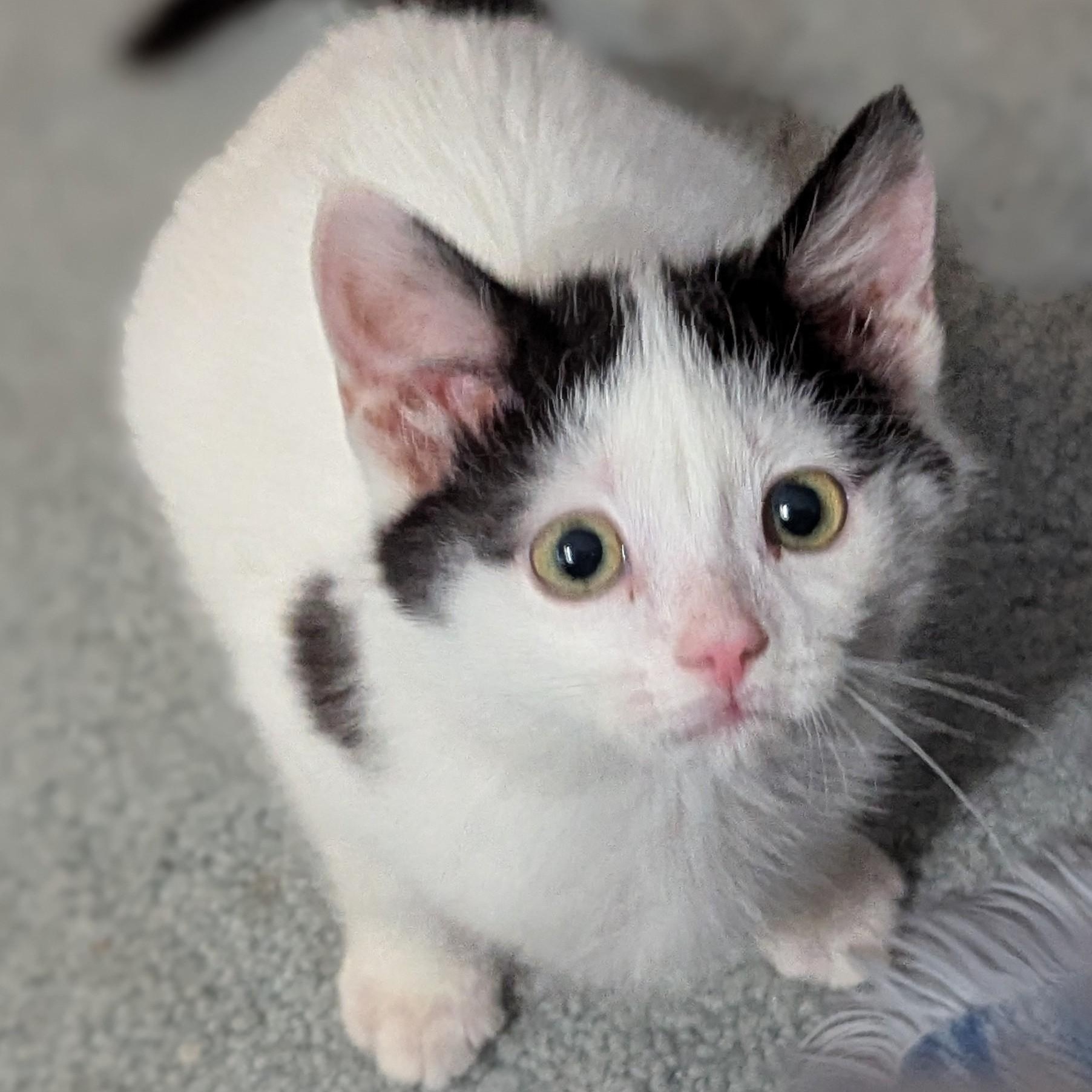 Bubbles - Accepting Applications, an adopted Domestic Short Hair in Midland, MI image 4/6