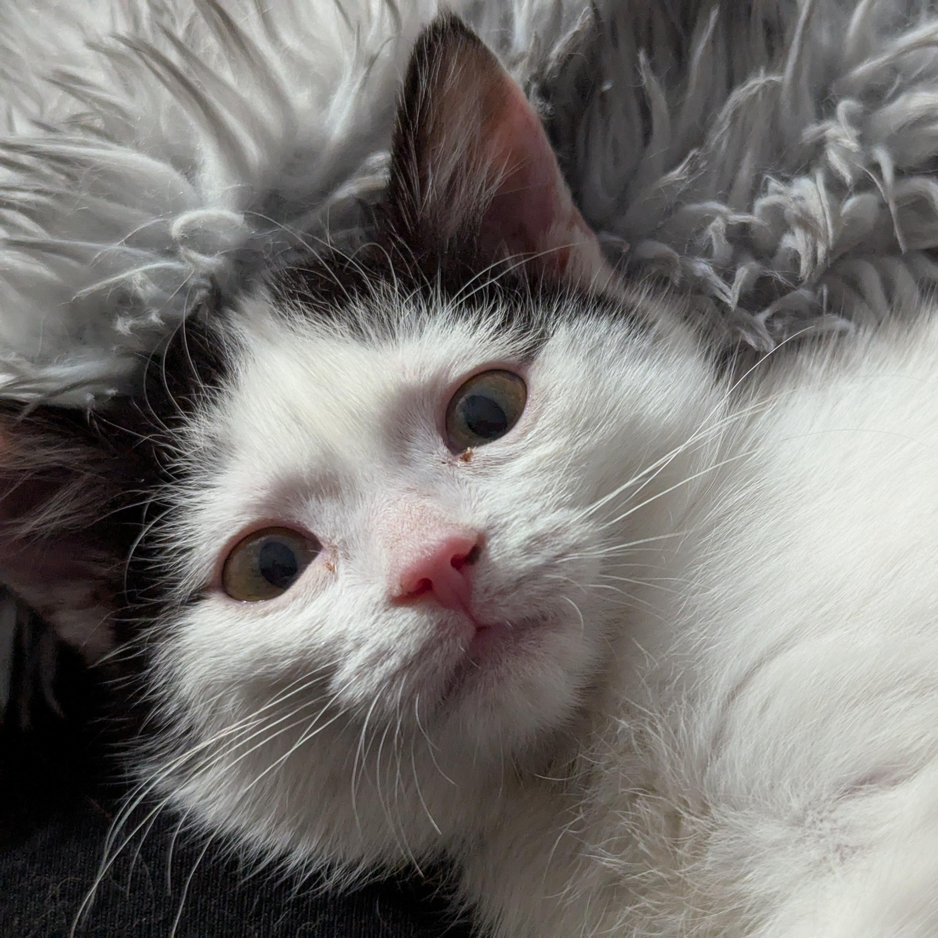 Bubbles - Accepting Applications, an adopted Domestic Short Hair in Midland, MI image 2/6