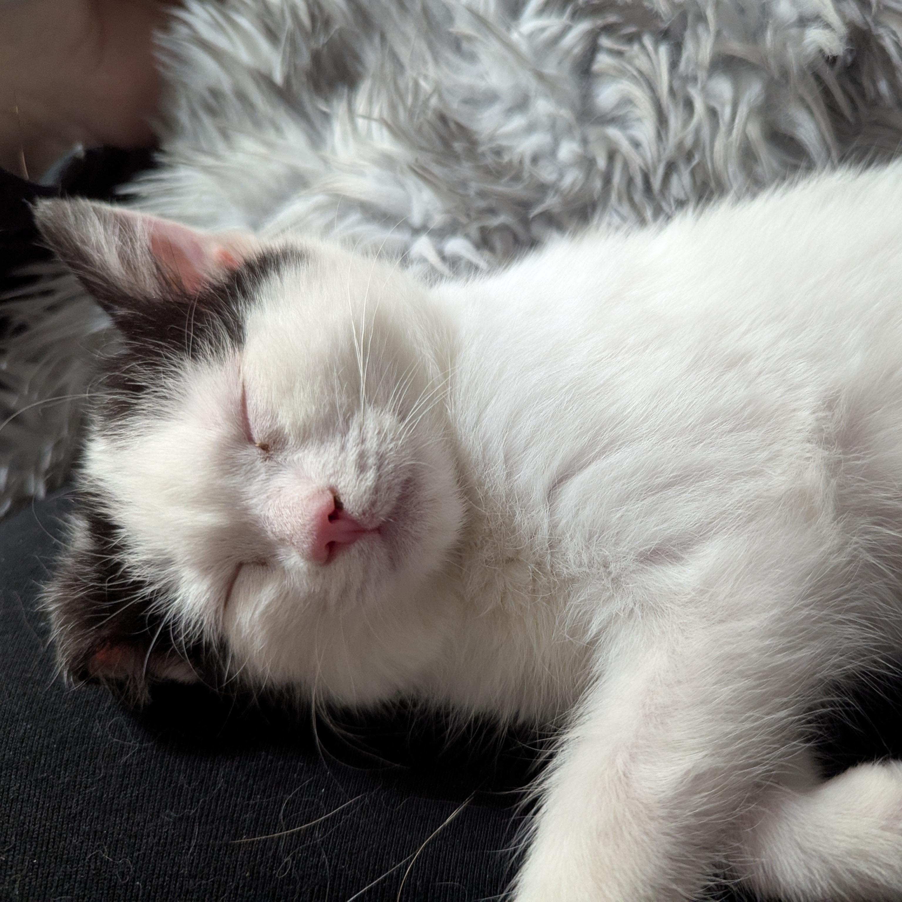 Bubbles - Accepting Applications, adopted, Kitten Female Domestic Short Hair.