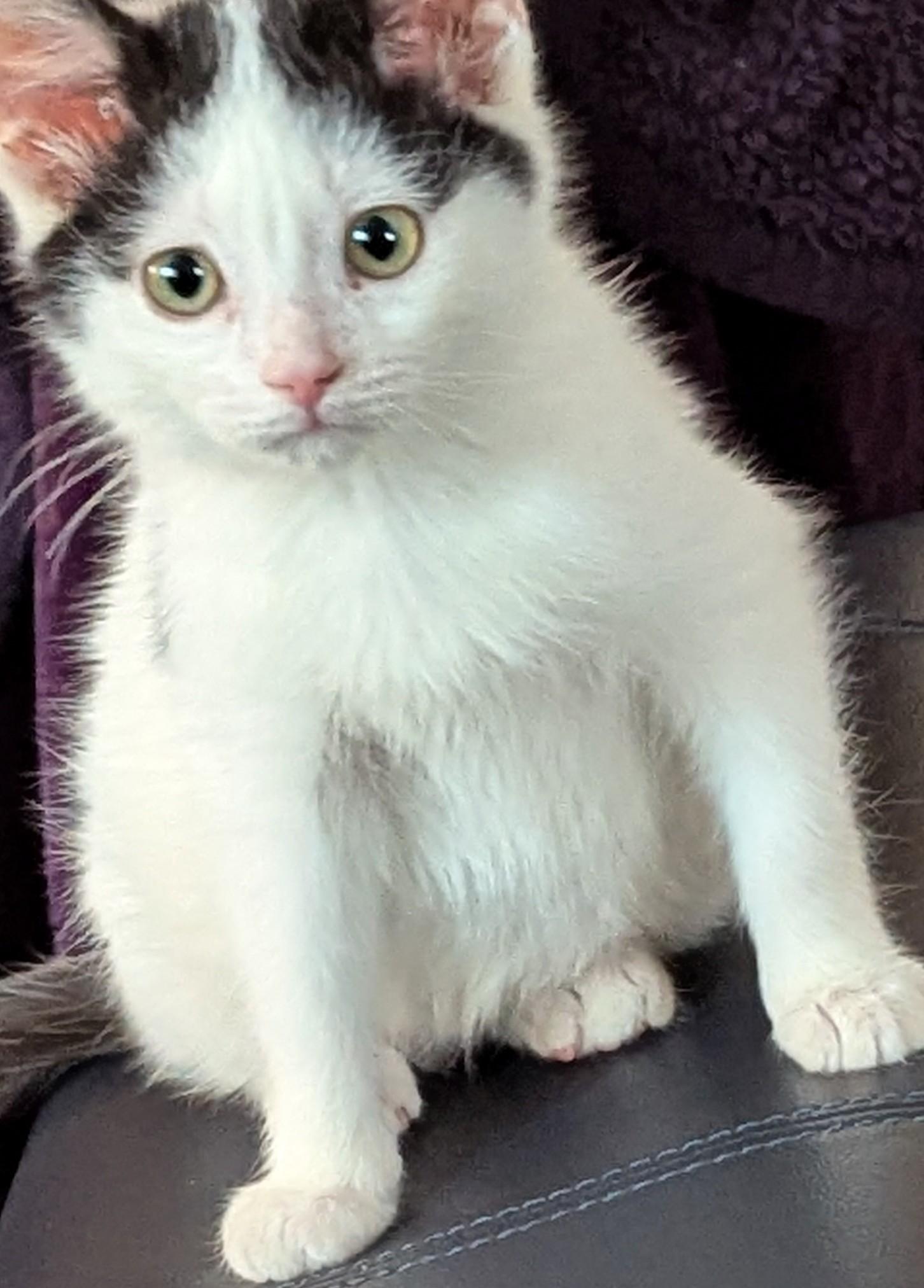 Bubbles - Accepting Applications, an adopted Domestic Short Hair in Midland, MI image 6/6