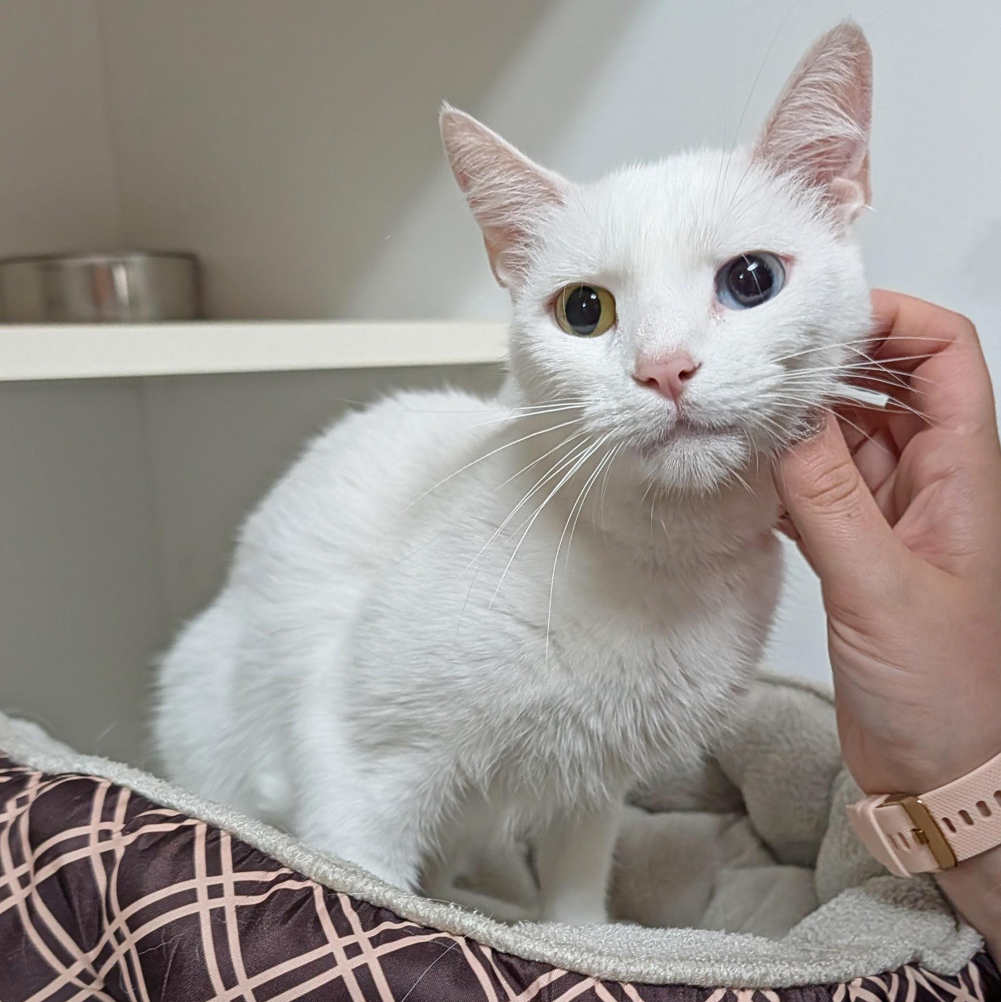 Enlarge Ella, a ADOPTABLE Domestic Short Hair in Accident, MD image 4/6