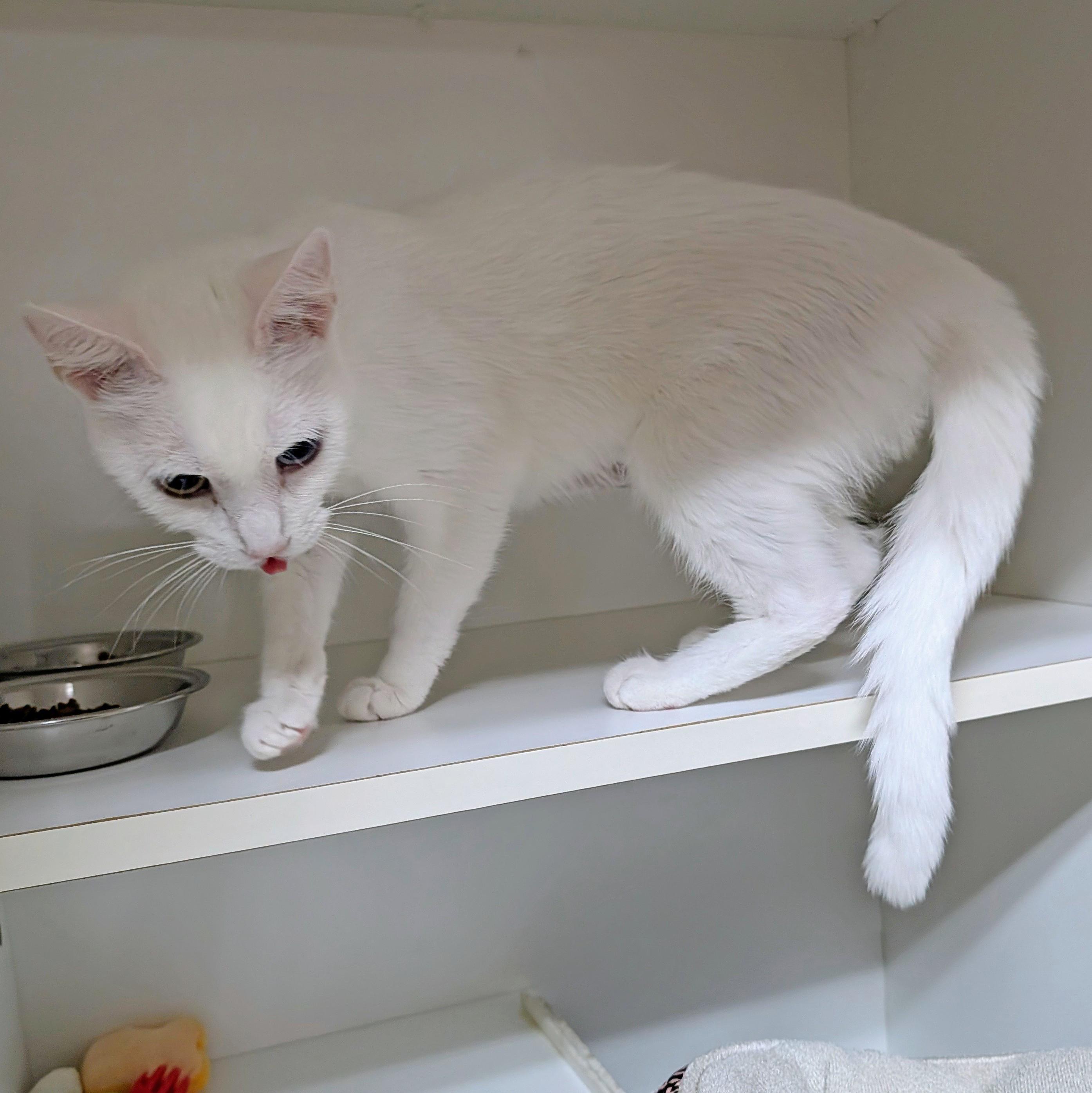 Enlarge Ella, a ADOPTABLE Domestic Short Hair in Accident, MD image 6/6