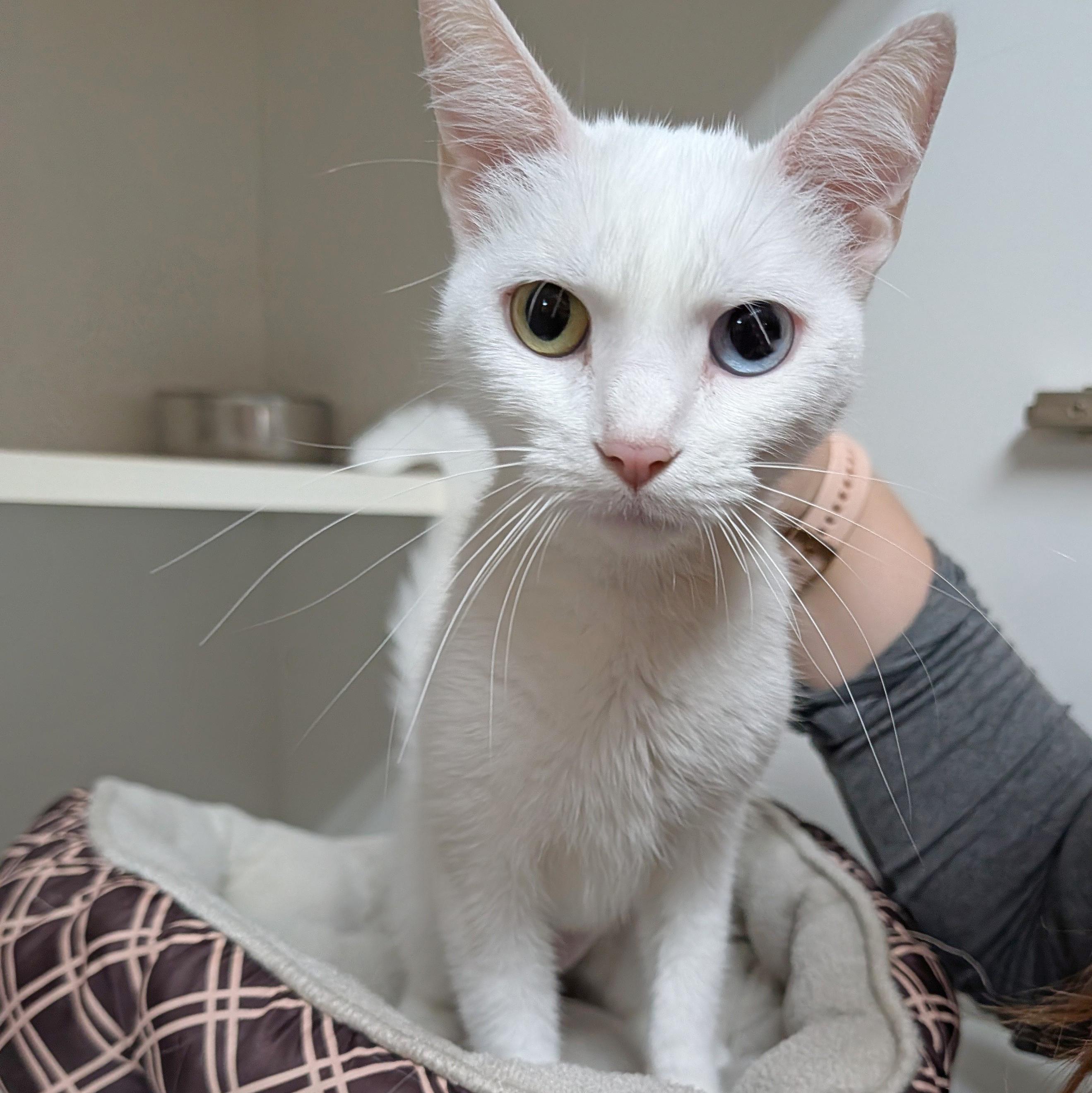 Enlarge Ella, a ADOPTABLE Domestic Short Hair in Accident, MD image 2/6
