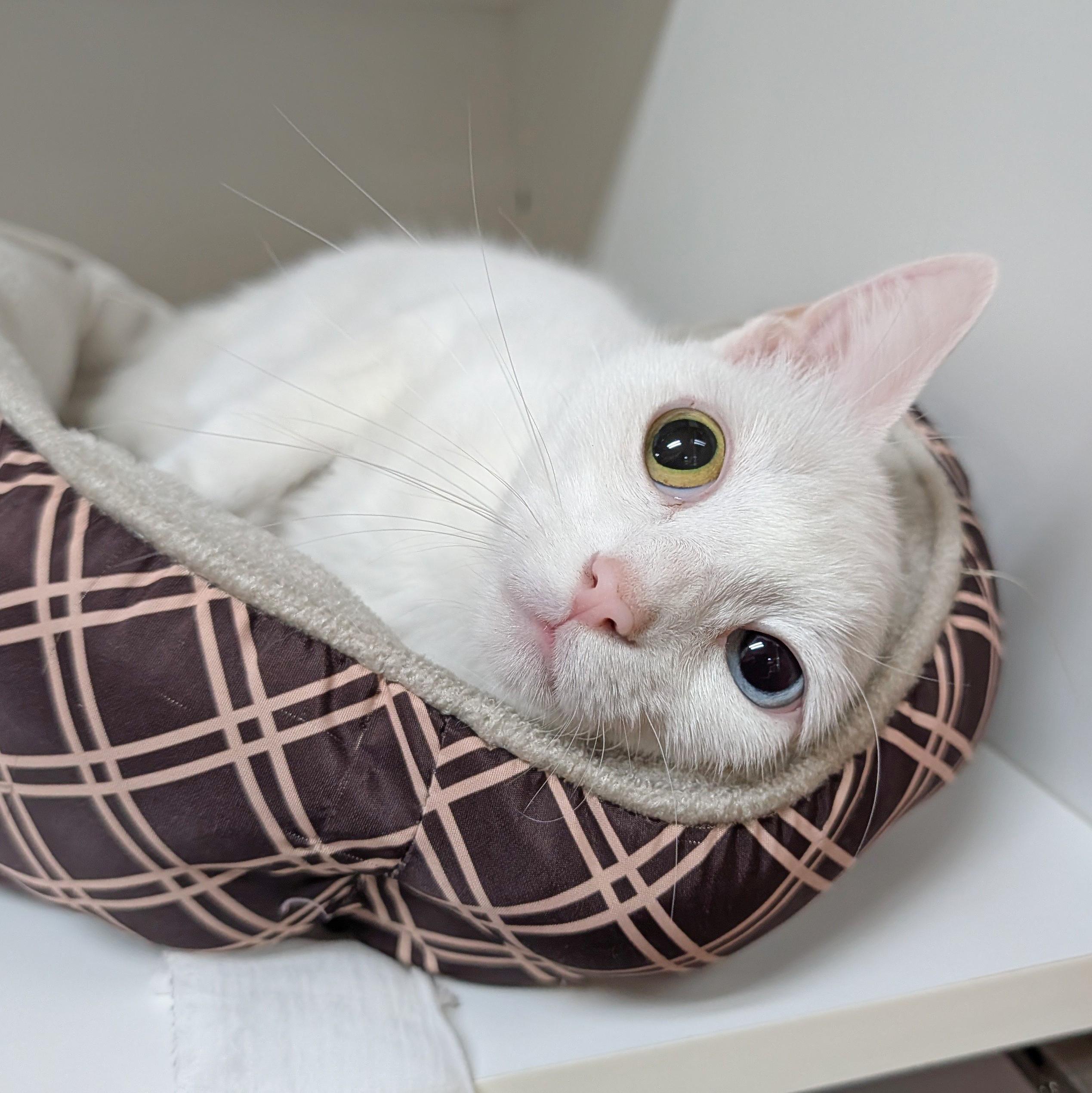 Enlarge Ella, a ADOPTABLE Domestic Short Hair in Accident, MD image 3/6