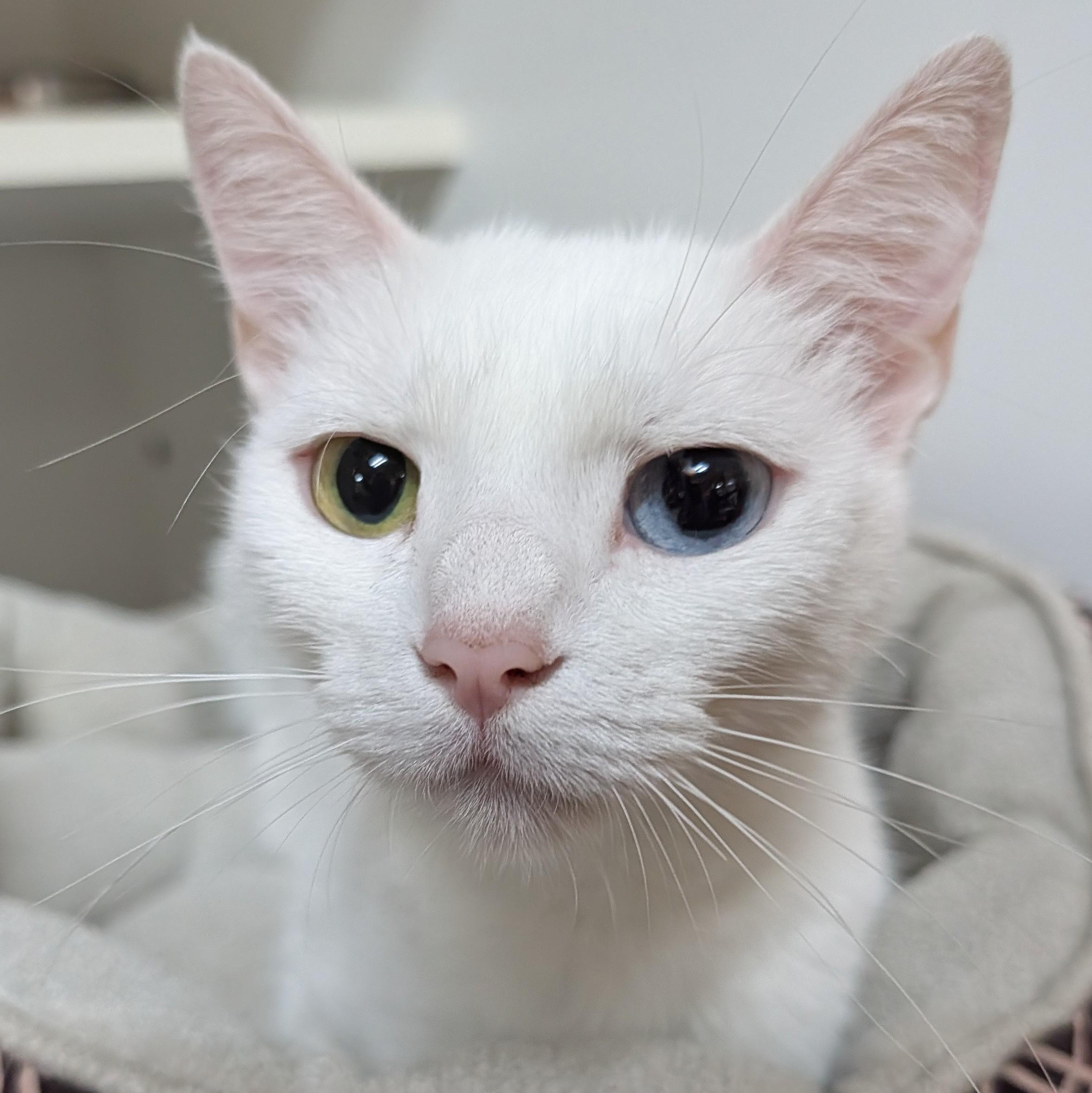 Enlarge Ella, a ADOPTABLE Domestic Short Hair in Accident, MD image 1/6