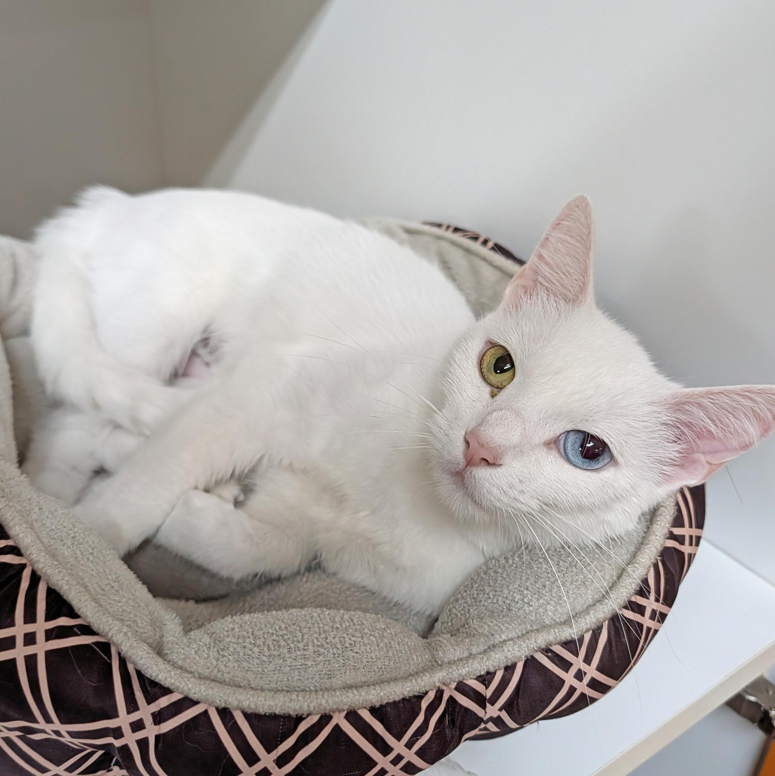 Enlarge Ella, a ADOPTABLE Domestic Short Hair in Accident, MD image 5/6
