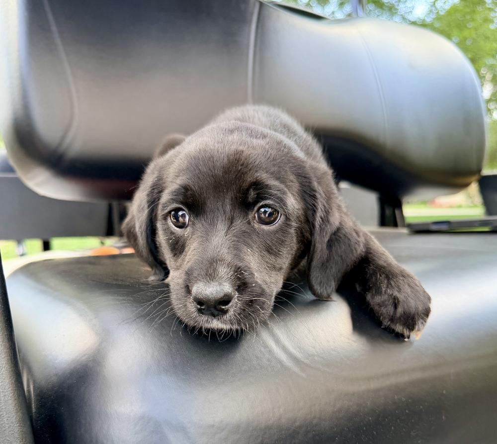 Coulson / Patty, Adoptable, Puppy Female Labrador Retriever.