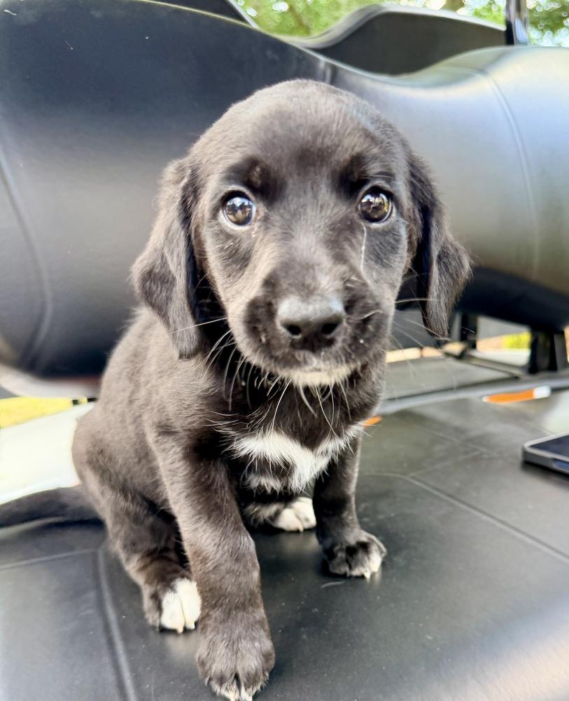 Coulson / Patty, a Adoptable mixed breed in Broomfield, CO image 5/6