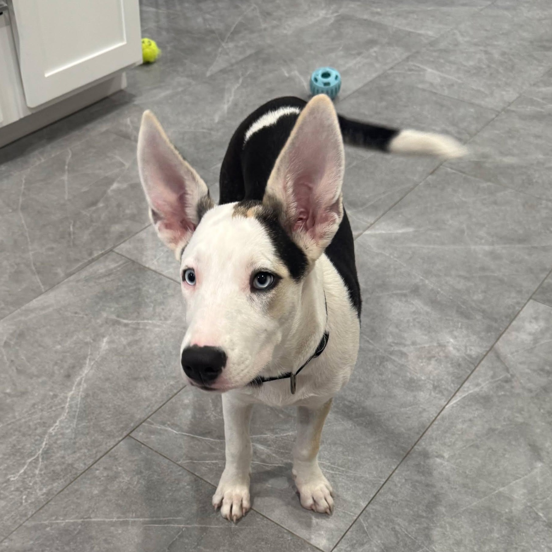 Enlarge Mayfly, a Adoptable mixed breed in Milwaukee, WI image 3/5