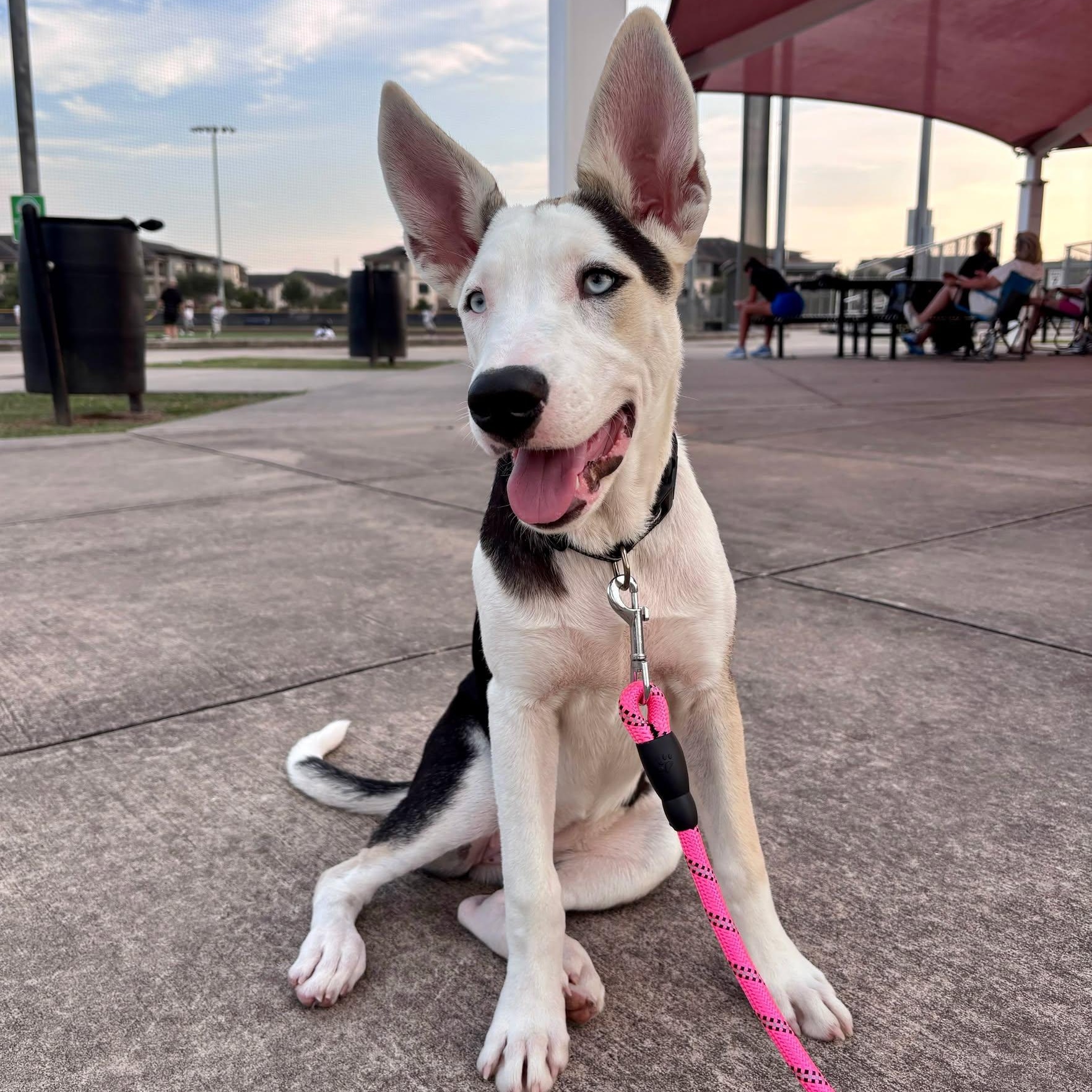Mayfly, Adoptable, Young Female Border Collie & Shepherd.
